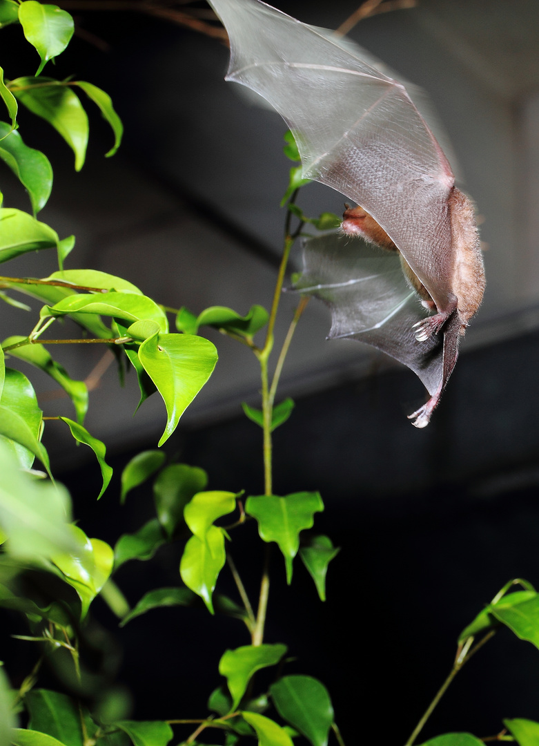 windschnittiges Kerlchen, der Batman