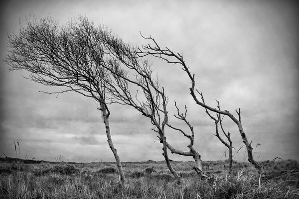 Windschurbäume in der Insellandschaft