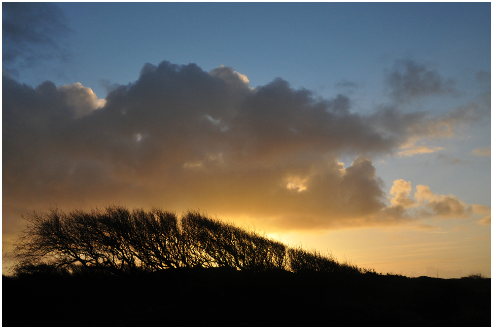 Windschurbäume / Spiekeroog 12/2011