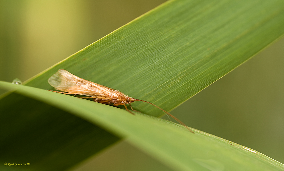 Windschutz einer Köcherfliege