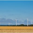 Windspargel in DK