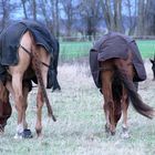 Windstärke 5 am 2. Weihnachtsfeiertag