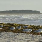 Windstärke 6-7 auf der Insel Hiddensee