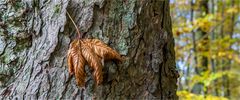 … Windstärken mit Haftwirkung …
