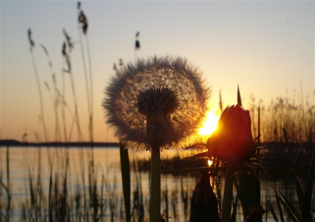 Windstille am Plauer See - gute Zeiten für Pusteblumen