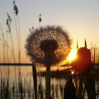 Windstille am Plauer See - gute Zeiten für Pusteblumen