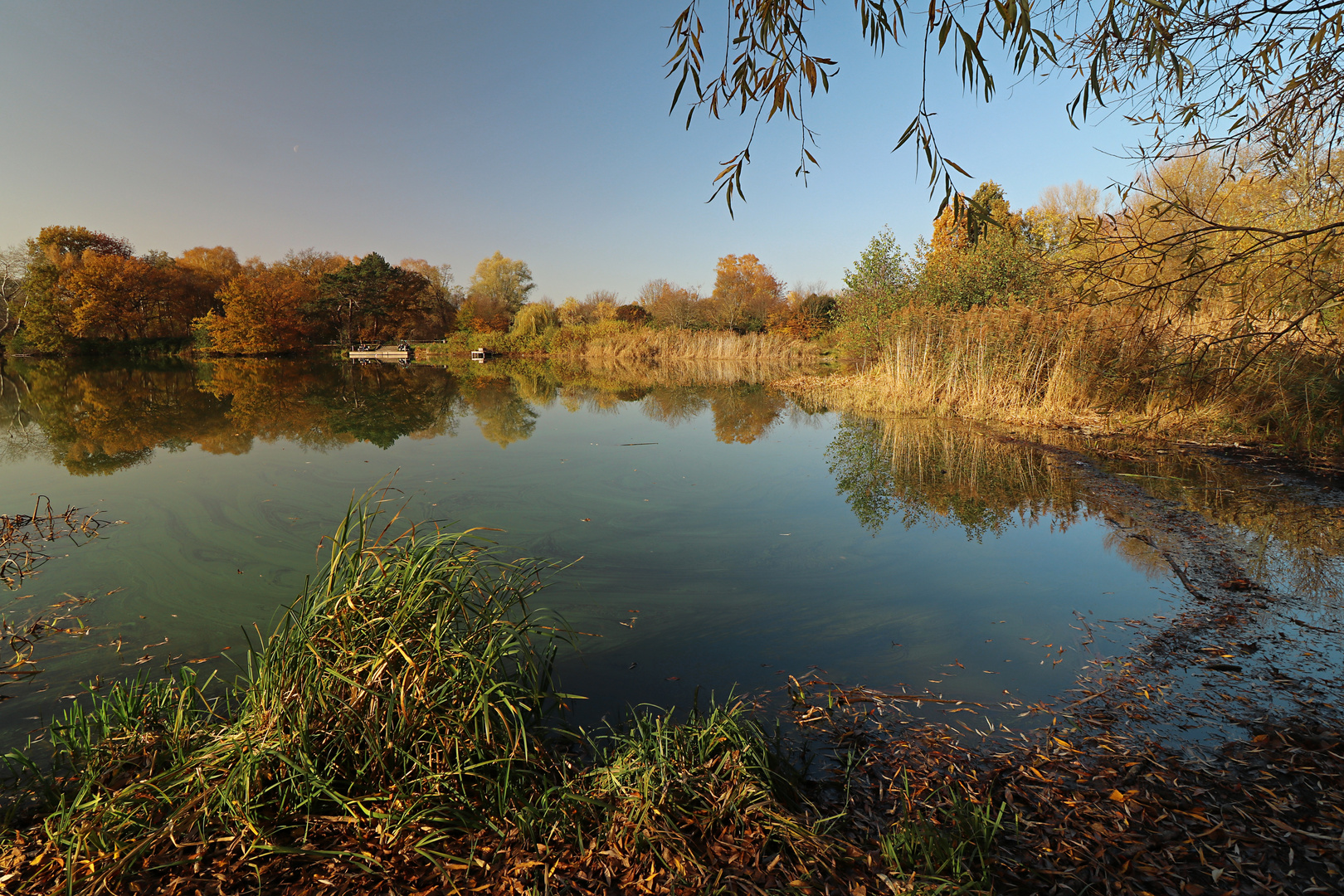 Windstille am Teich