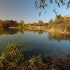 Windstille am Teich