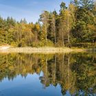 Windstille am Waldsee