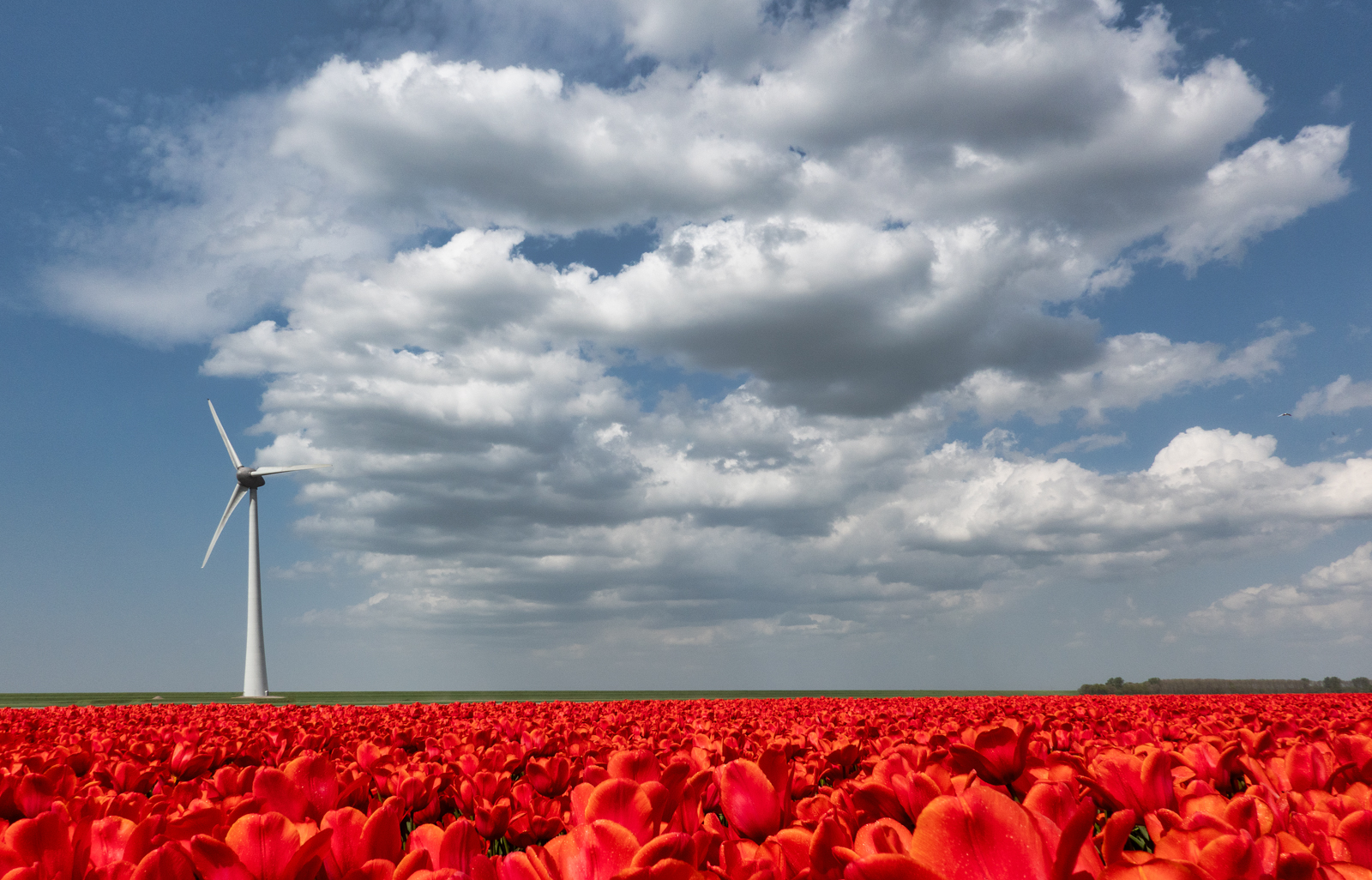 Windstille über'm Tulpenmeer