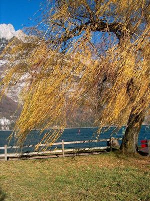 Windsurfen und trauen um die letzte Farbe des Herbsts - 23 Nov. 2003 (auch 1280 pix)