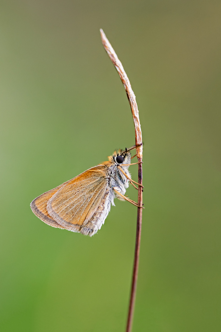 Windsurfer