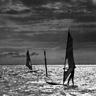 Windsurfer