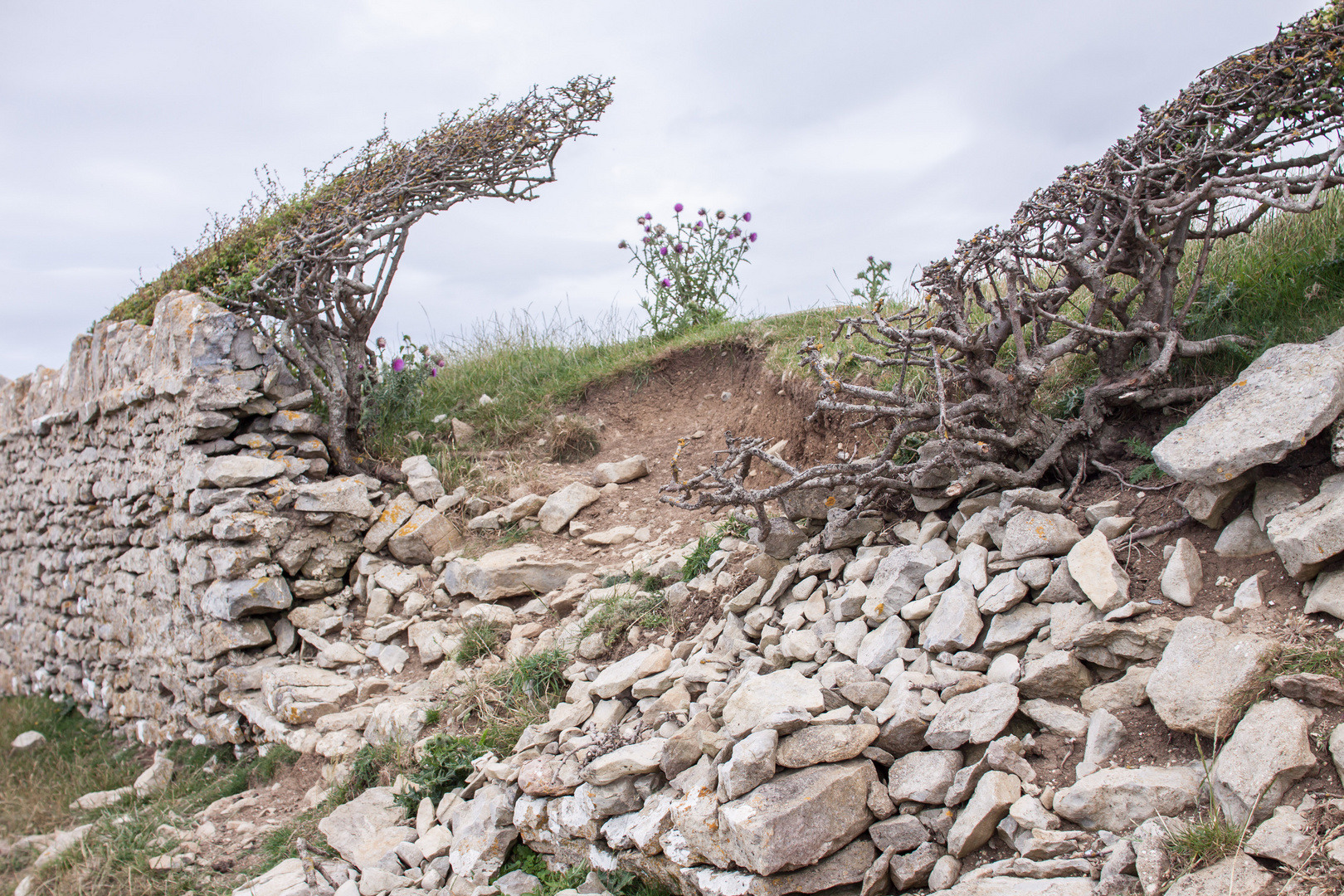 windswept coast path