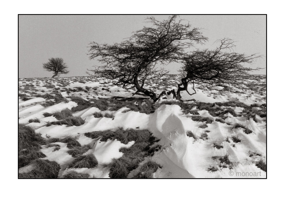 windswept snow