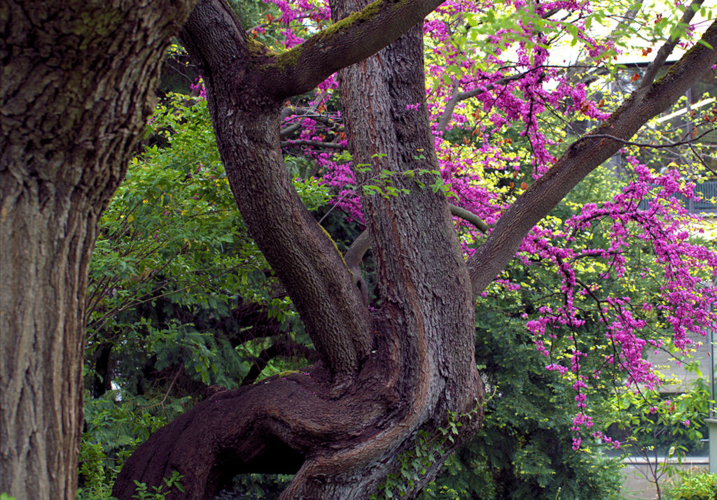 Windungen der Natur