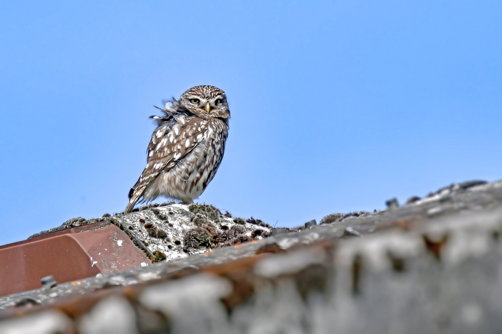 Windvogel oder Dachstelze?