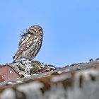 Windvogel oder Dachstelze?