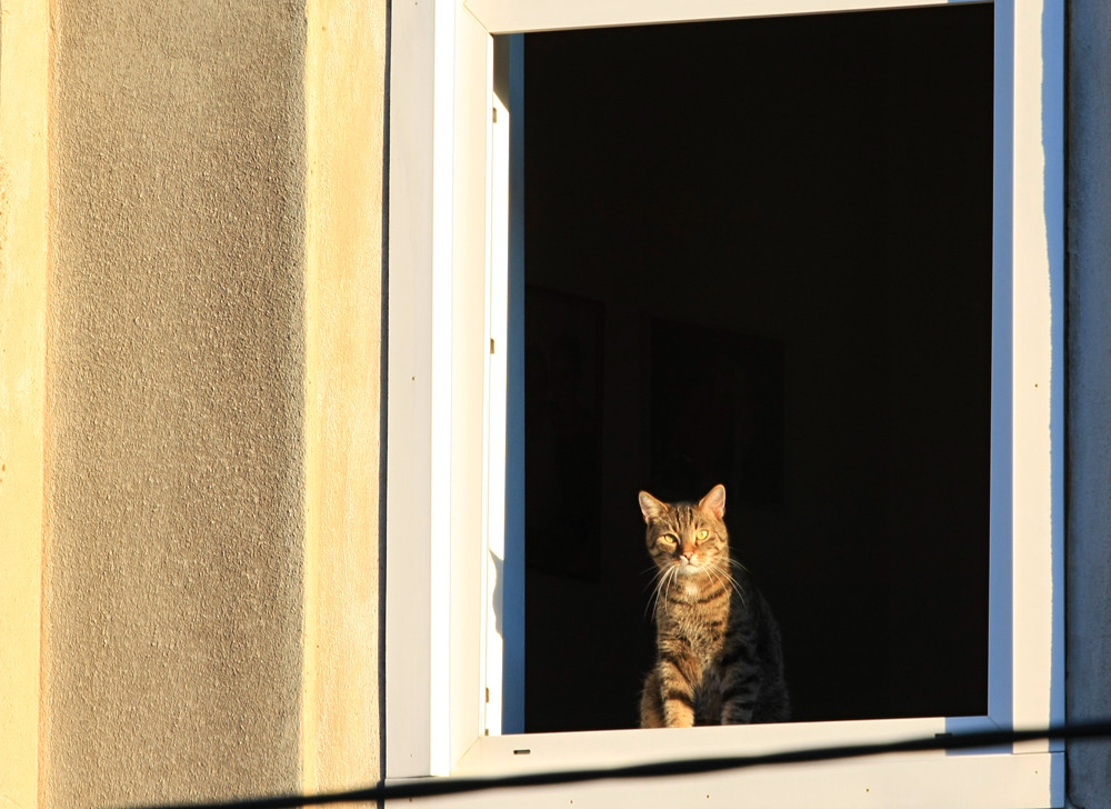 Windwos-Cat in Vienna