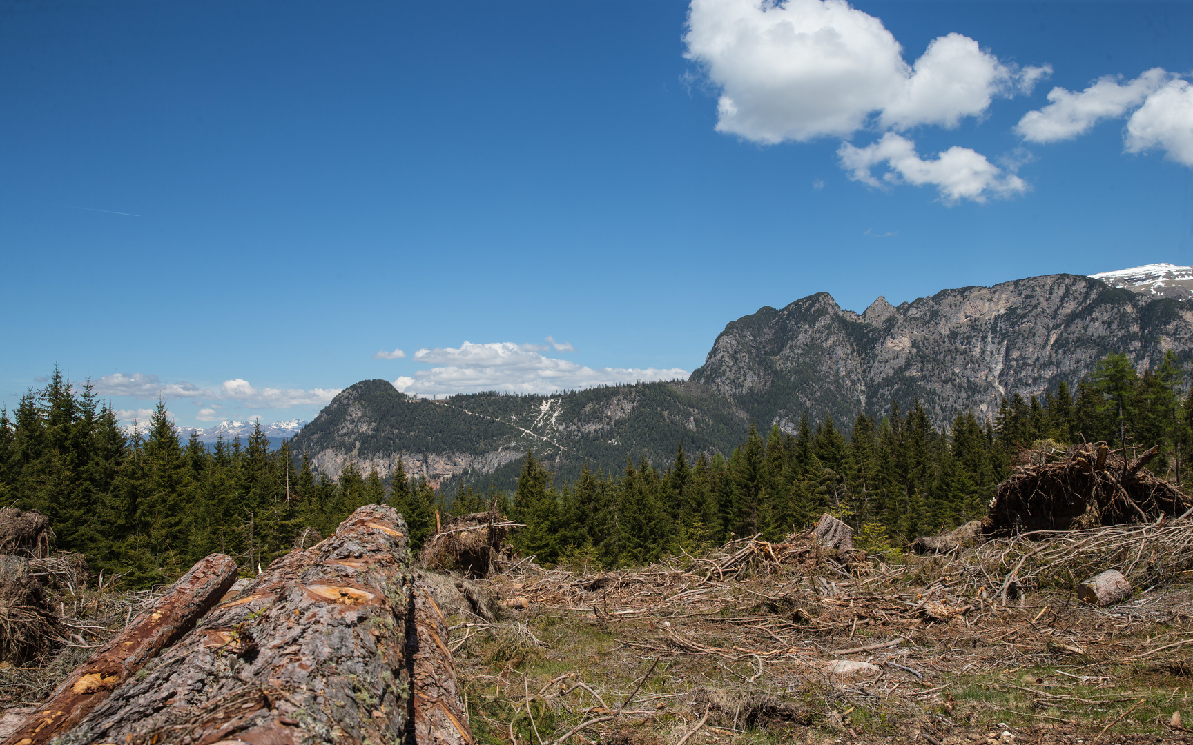 Windwurf in den Dolomiten