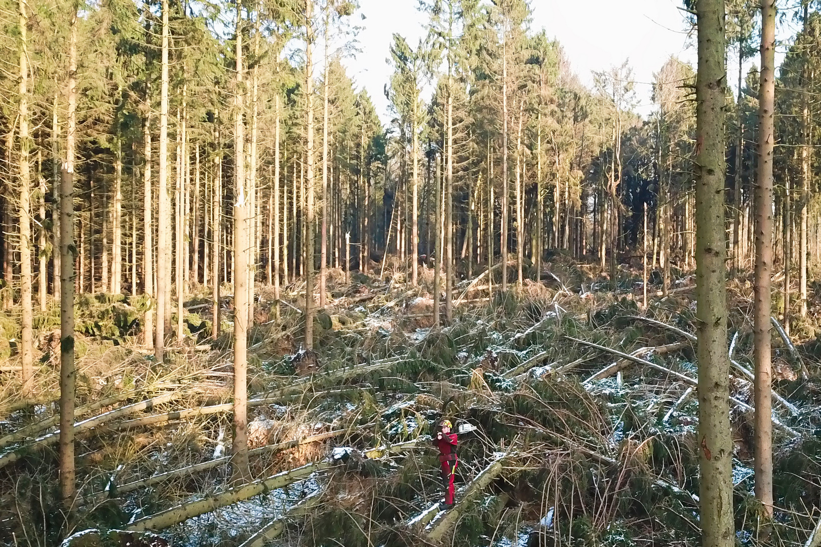 Windwurf - Sturm Friederike