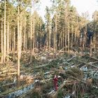 Windwurf - Sturm Friederike