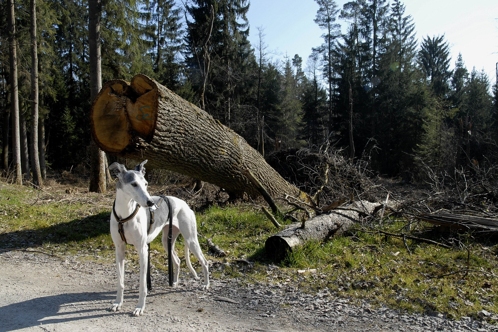 Windwurf vom Sommersturm mit Hund.