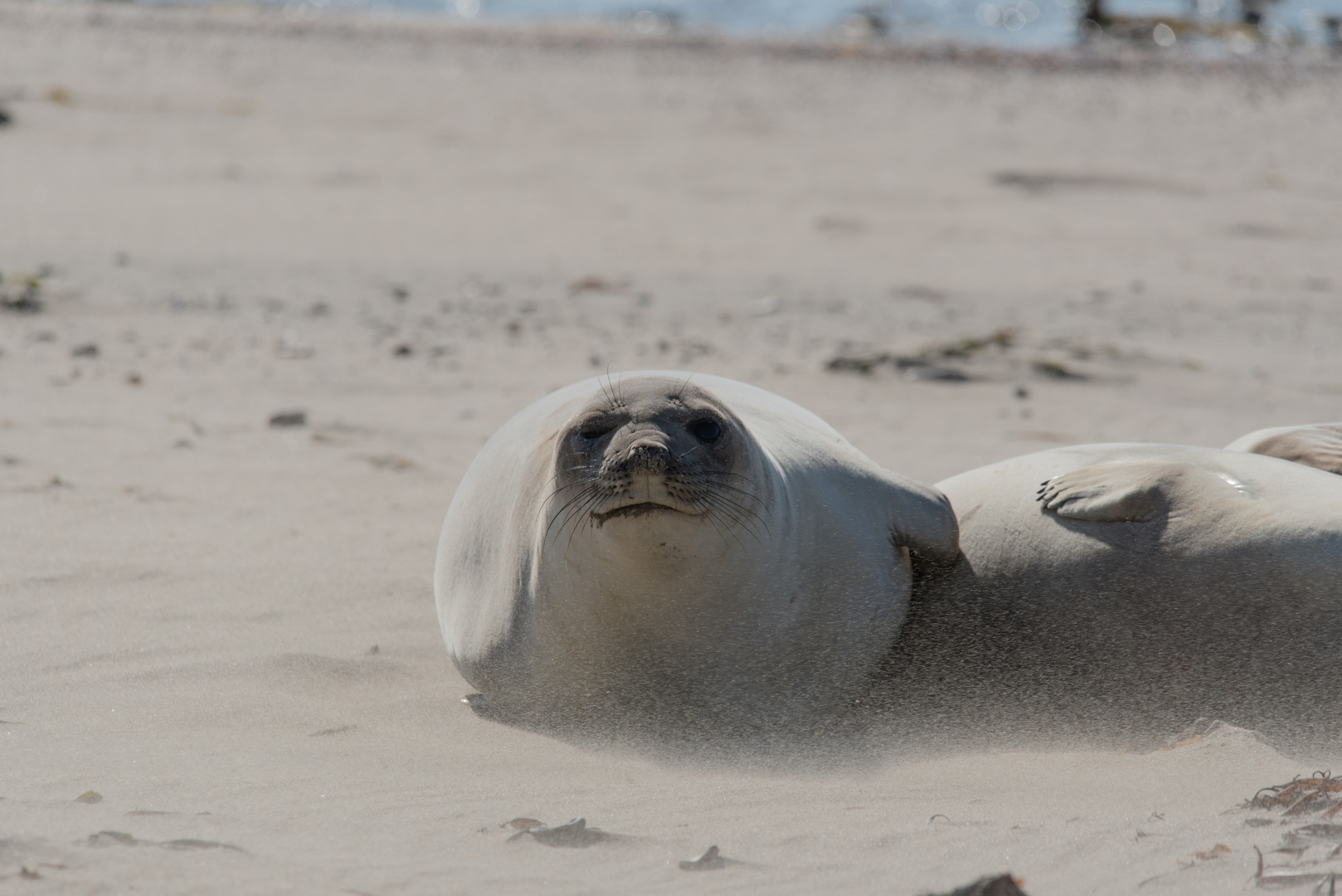 Windy beach