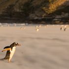 Windy beach.....