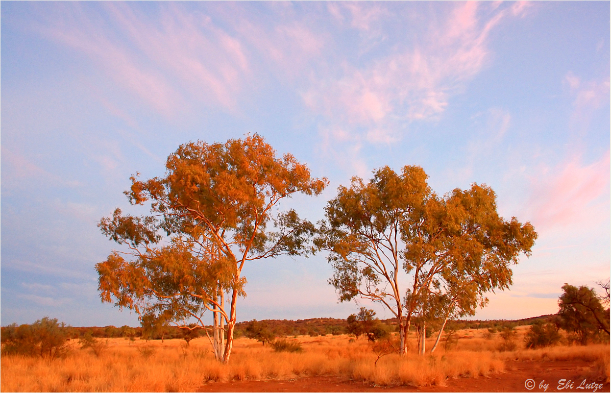 *** Windy but Beautiful / Salmon Gums ***