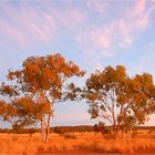 *** Windy but Beautiful / Salmon Gums ***