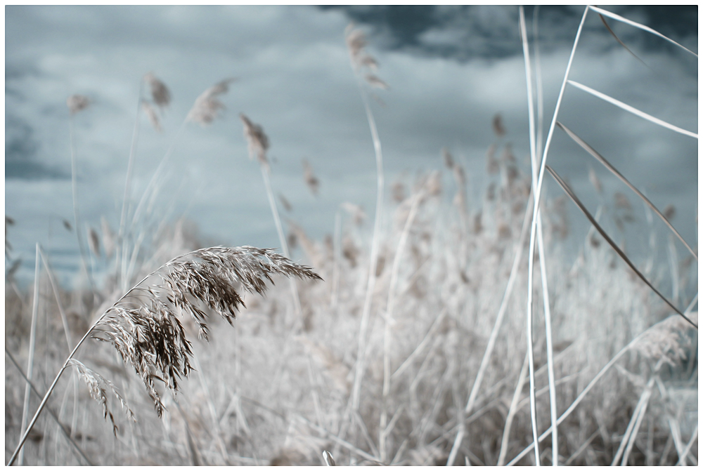 Windy Day