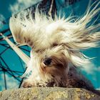 Windy