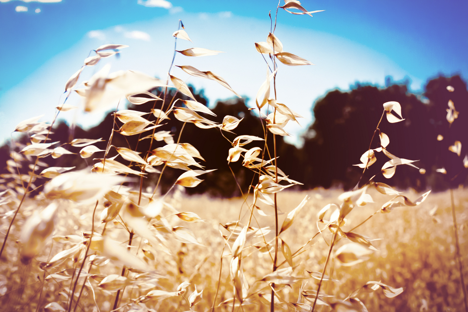 Windy field