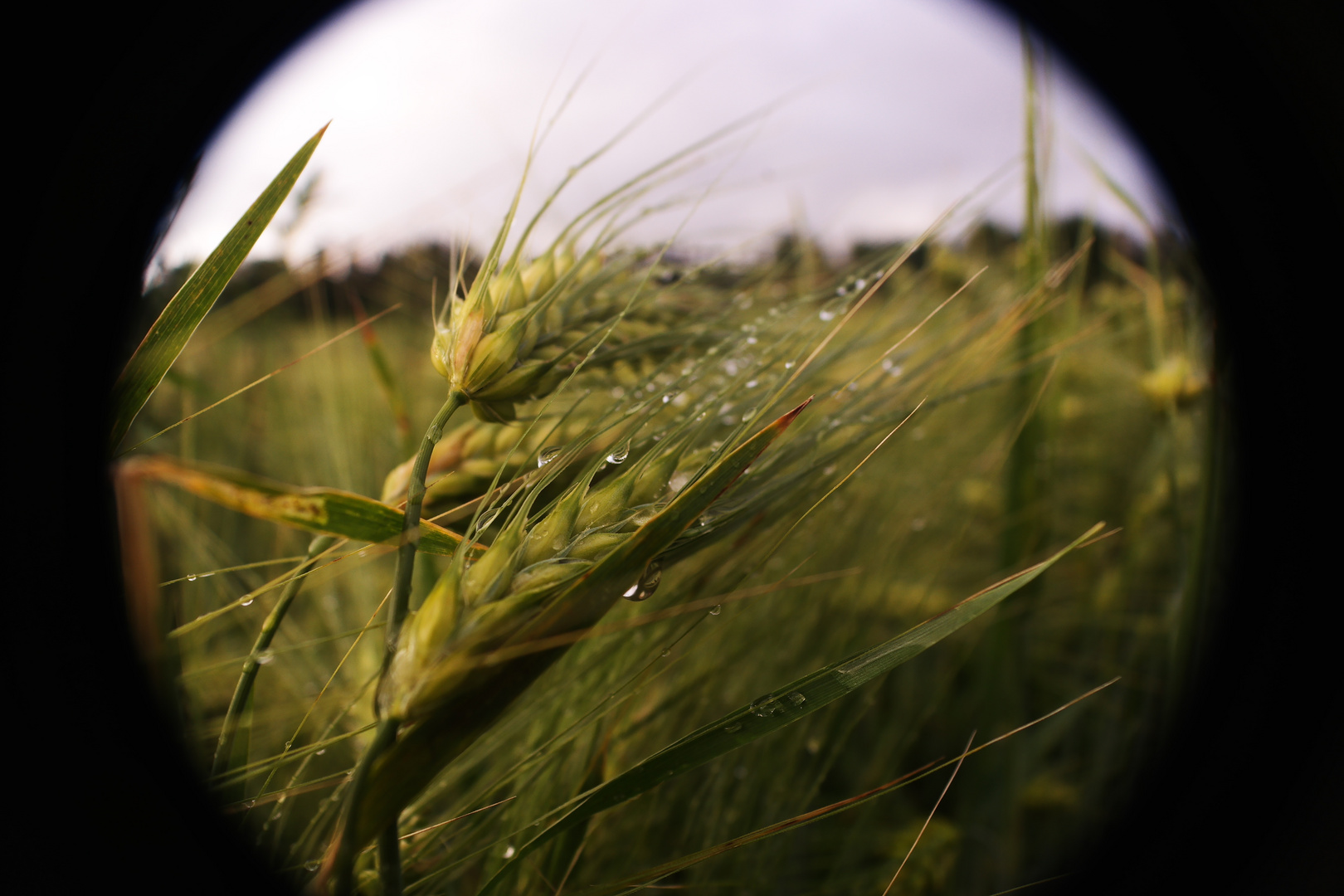 Windy field