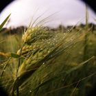 Windy field