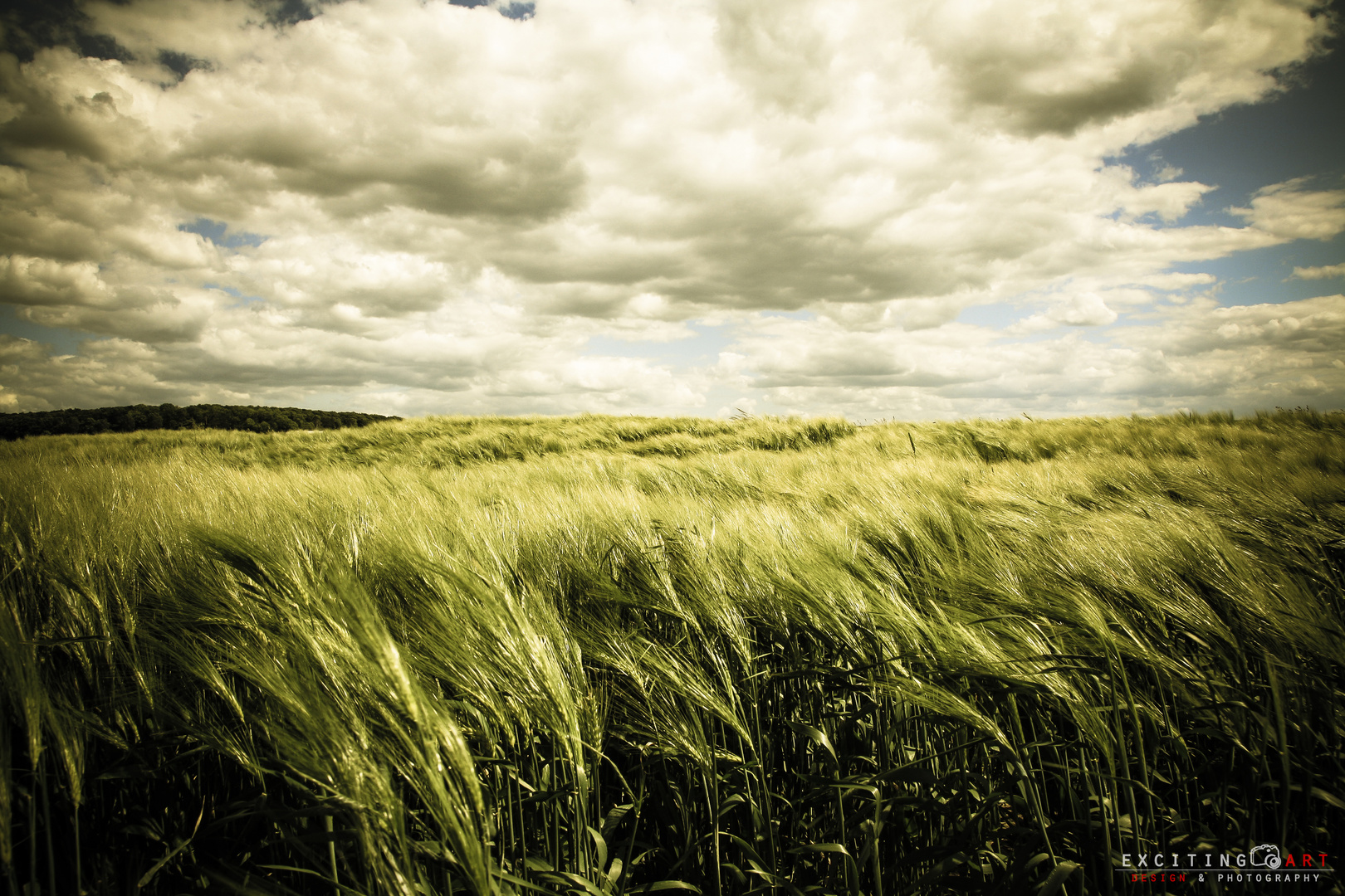 Windy Field