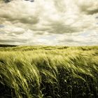 Windy Field