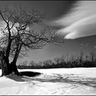 Windy Hill Apple Tree