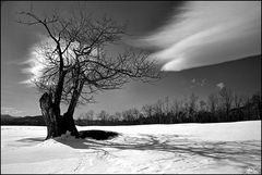 Windy Hill Apple Tree