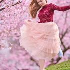 Windy spring day and the cherry blossoms