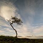 windy tree