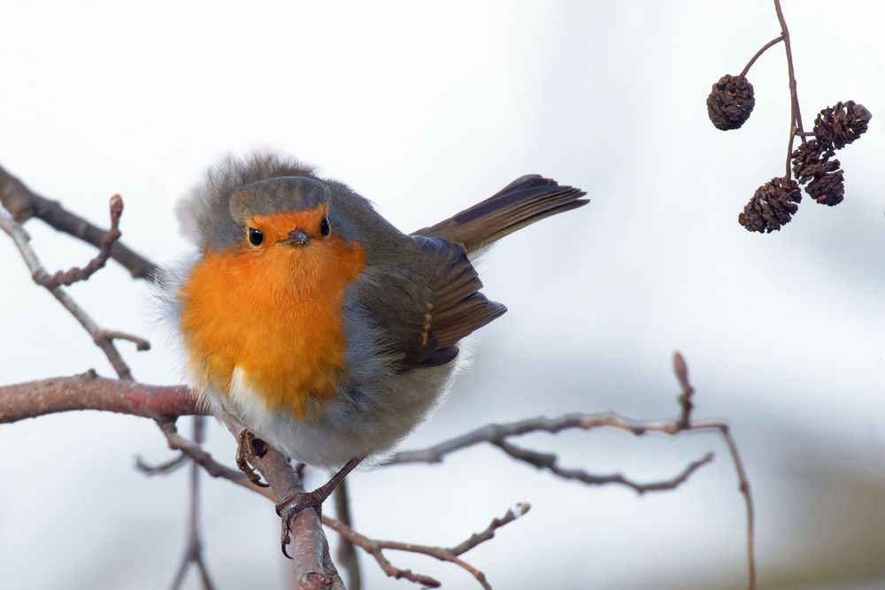 Windzausel... Rotkehlchen (Erithacus rubecula)