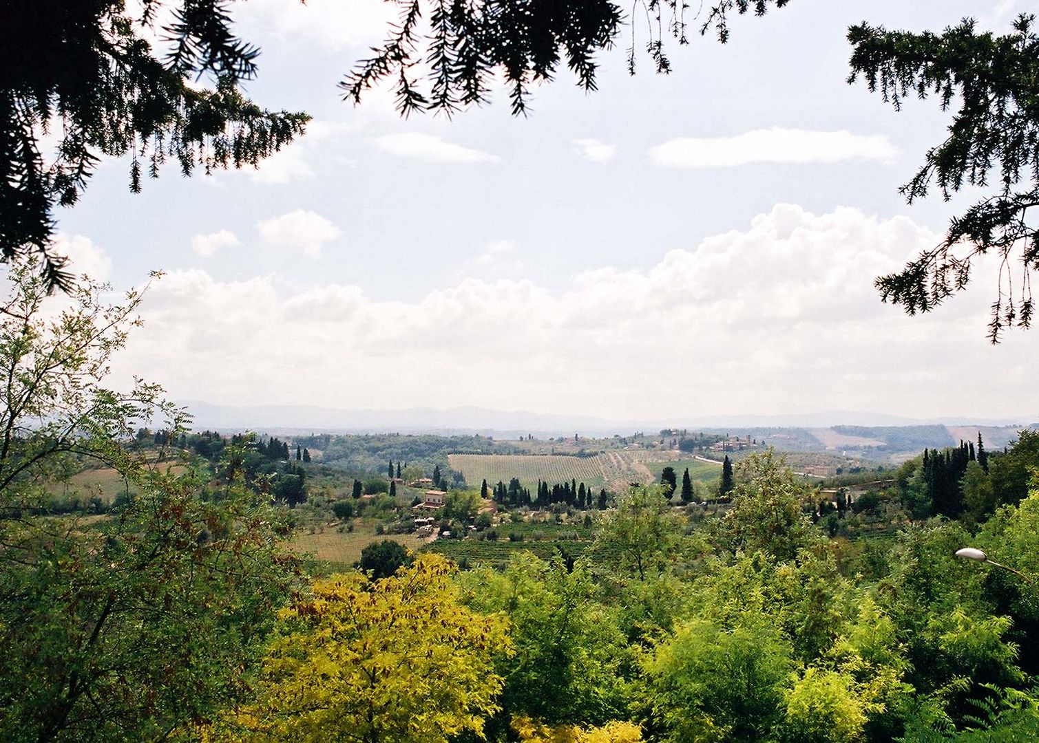 Wine Fields in Italy