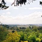 Wine Fields in Italy