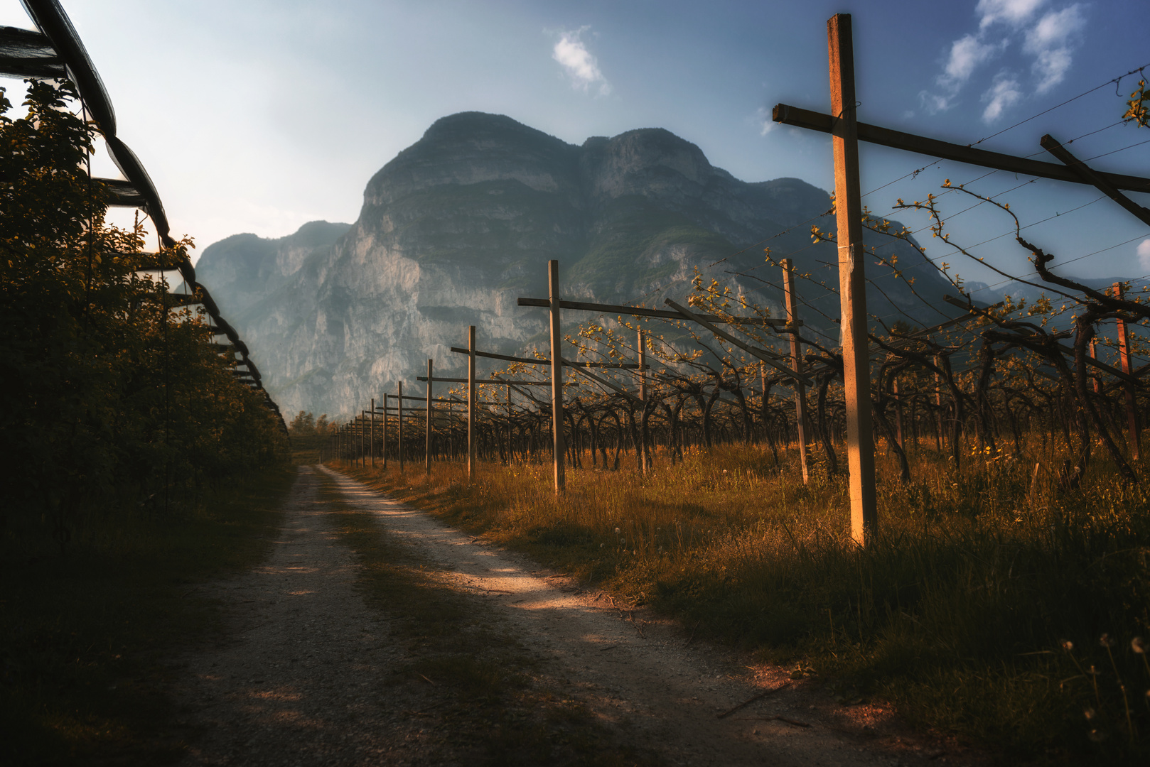 Wine growing Alto Adige