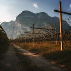 Wine growing Alto Adige