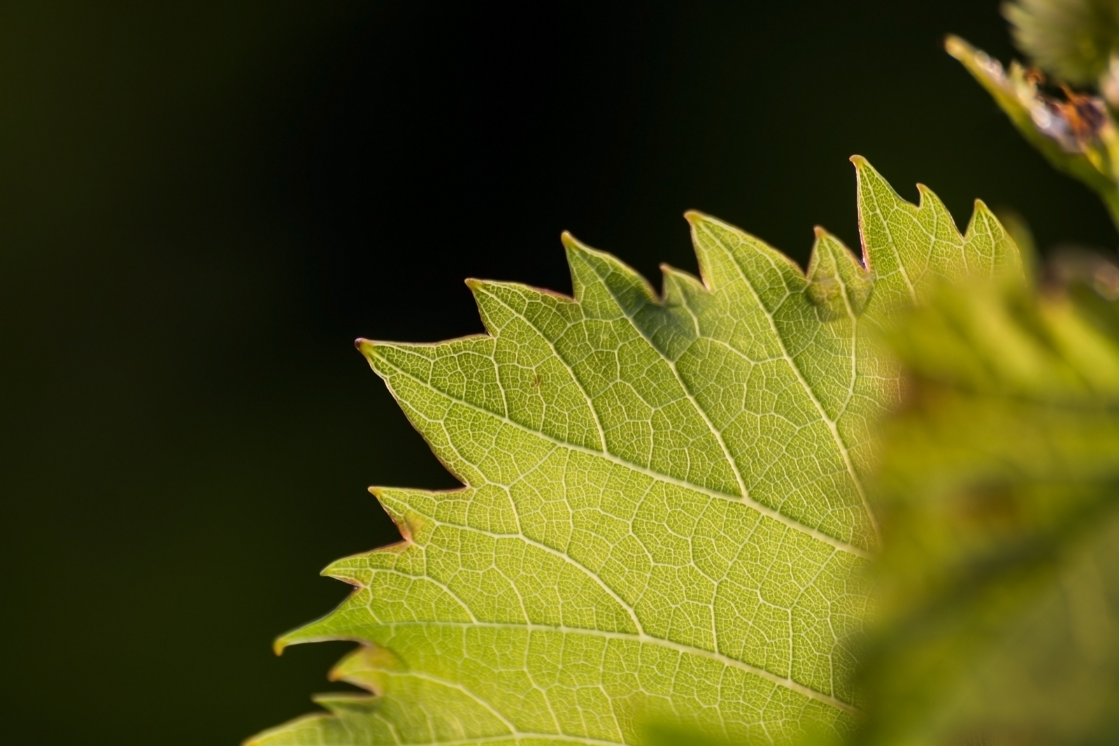 wine leaf