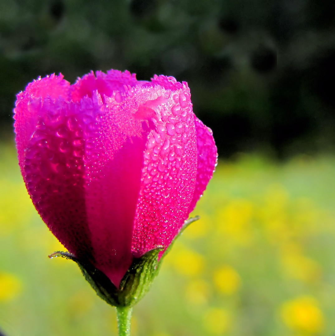 Winecup - Texas wildflower