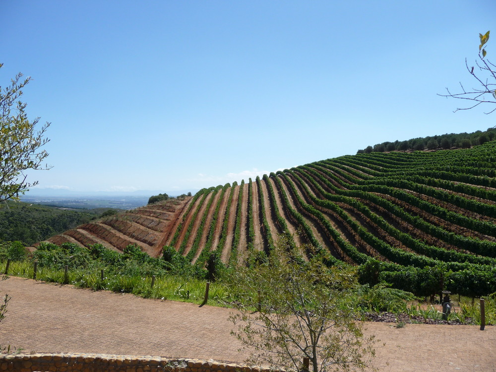 Winelands near Cape Town